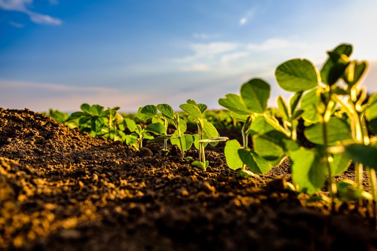 Soja representou 62% das aplicações de bioinsumos na safra 2024/25 - Foto: Adobe Stock