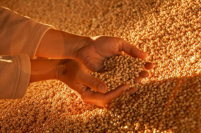 IBGE: estoque de produtos agrícolas era de 36 mi de t ao fim do 2º semestre de 2024