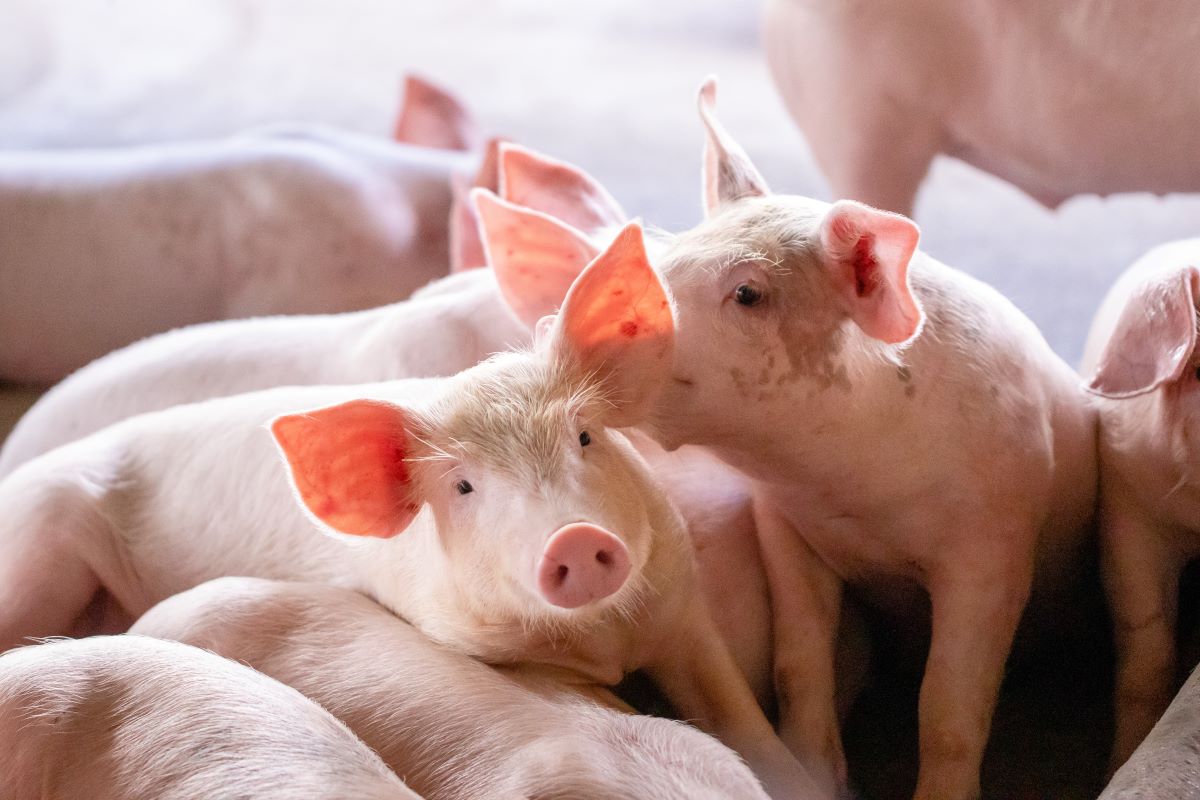 em Santa Catarina, o custo de produção do quilo do suíno vivo teve queda mensal em maio de 1,75% - Foto: Adobe Stock