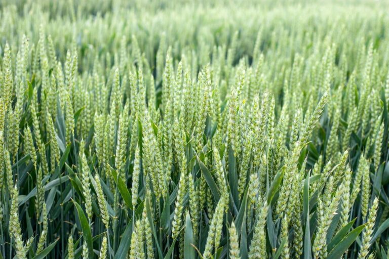 O inverno vem aí: frio pontual no Sul deve beneficiar lavouras de trigo e frutas