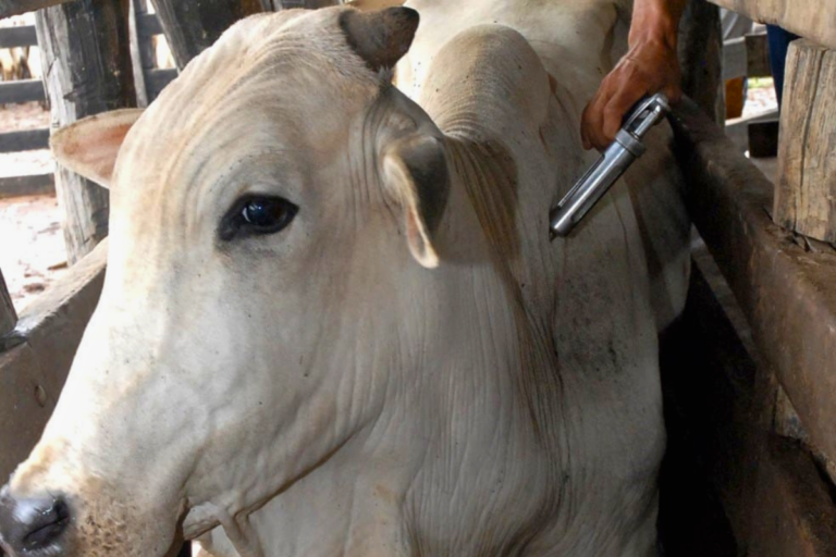 Goiás: prorrogado prazo para vacinação contra raiva dos herbívoros