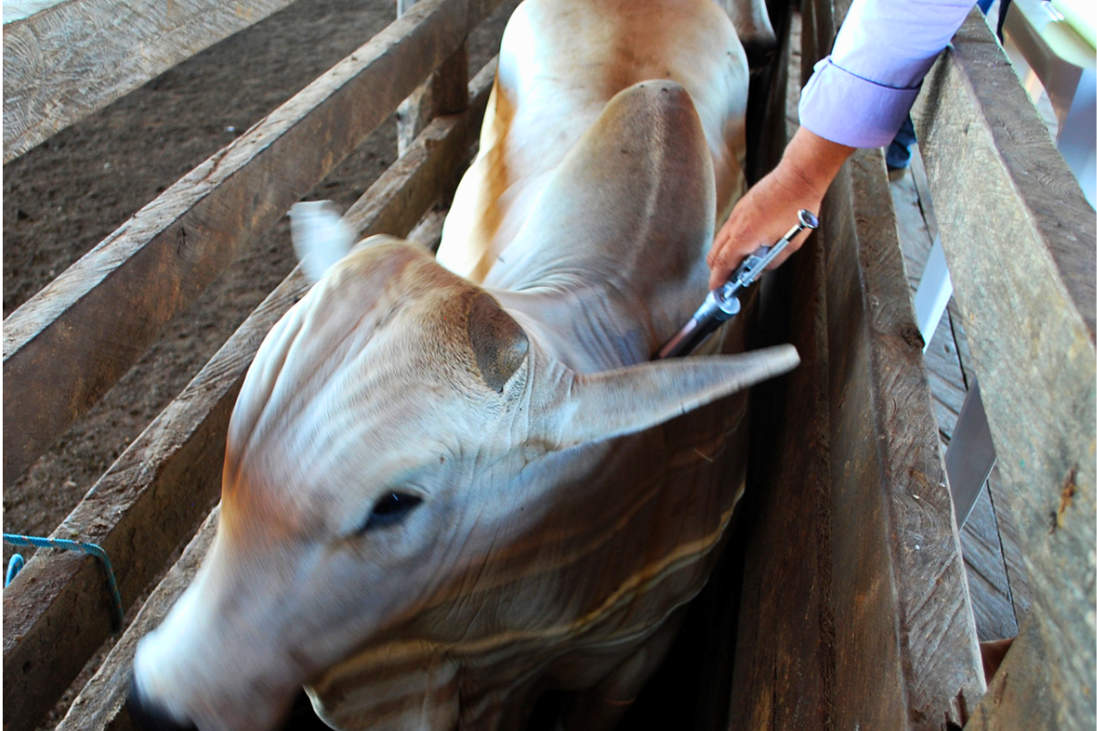 O uso correto de medicamentos veterinários depende do respeito à dose, à forma de aplicação e ao período de carência, indica Sindan. | Foto: Governo do Tocantins/Divulgação