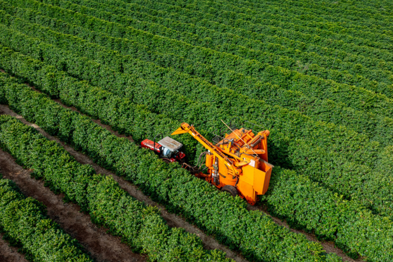 Café: colheita na área de atuação da Cooxupé atinge 67%