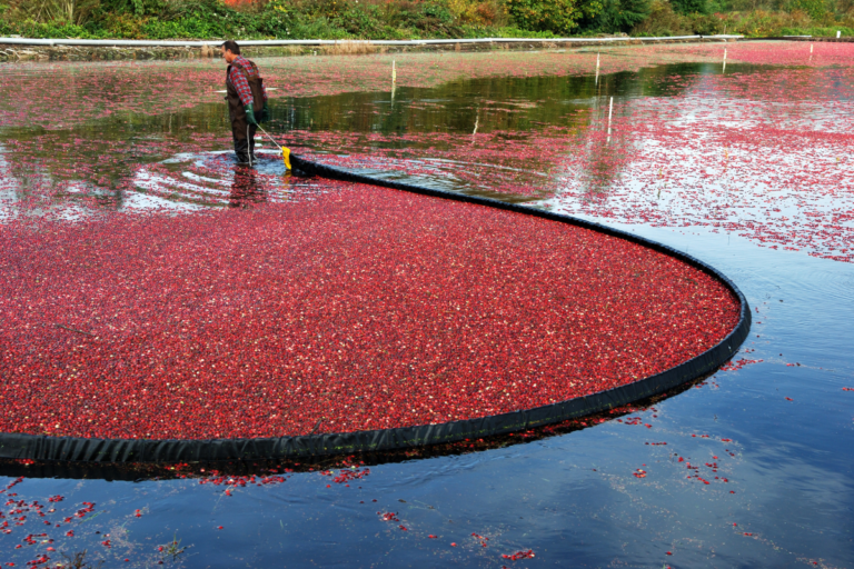 Saiba por que o pomar precisa ser inundado para esta fruta ser colhida