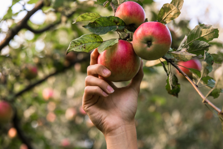 Você sabia que existem mais de 7 mil tipos de maçã? Descubra os mais cultivados no Brasil