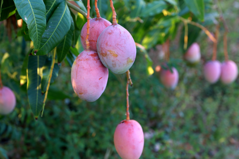 Famosa no Brasil e no mundo, essa fruta é a mais exportada do país
