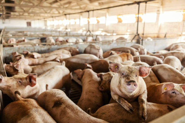 Raças de porco: conheça as principais e suas características