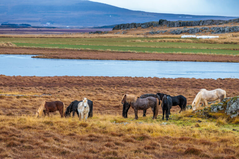 Conheça 5 raças raras de cavalos