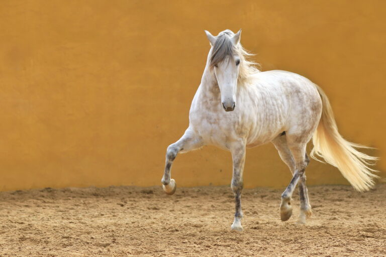 Cavalo andaluz: por que ele é ideal para sua fazenda