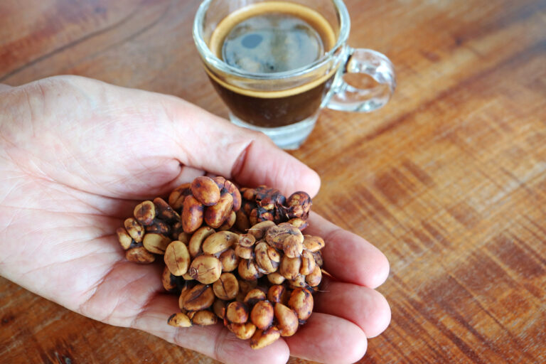Café de civeta: o segredo por trás do grão mais caro do planeta