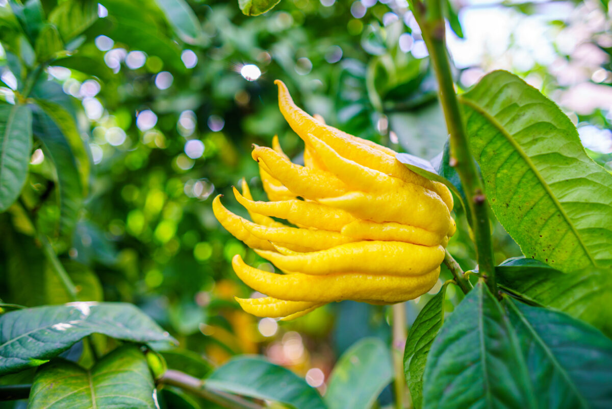 Foto: Adobe Stock