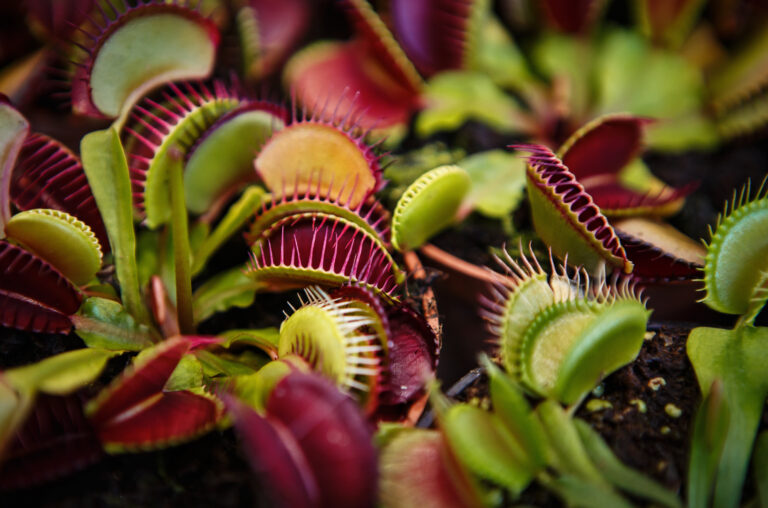 Será que as plantas carnívoras ajudam no campo?