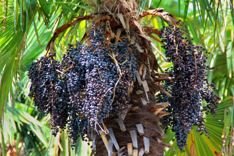 Açaí faz bem mesmo? Descubra os benefícios dessa fruta poderosa