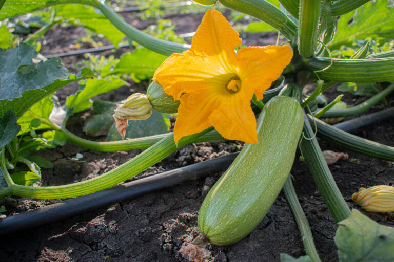 Quer aproveitar melhor sua terra? Veja o que plantar na primavera