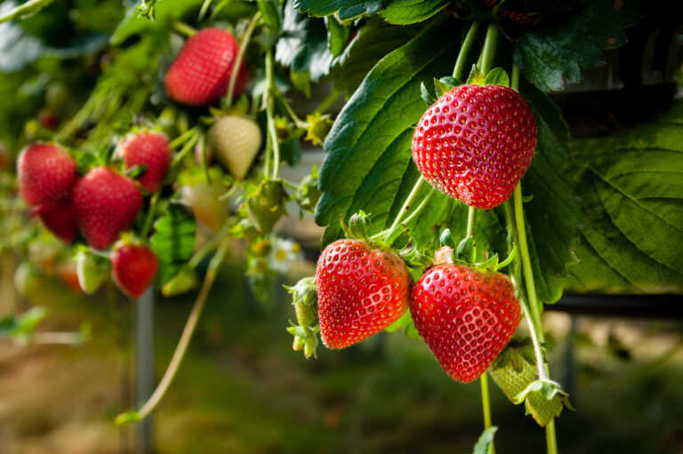 Seja morango do amor ou não, descubra como cultivá-lo