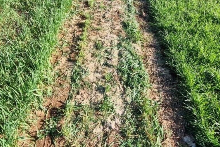 Trigo, aveia ou azevém: qual forrageira enfrentou melhor as geadas no Sul?