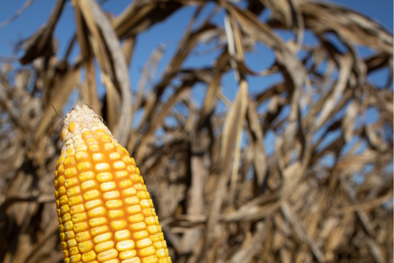 Colheita de milho em Mato Grosso do Sul alcança 10,2%