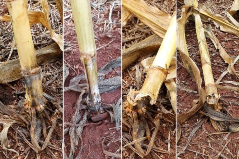 Embrapa lança biofungicida para vários tipos de podridão