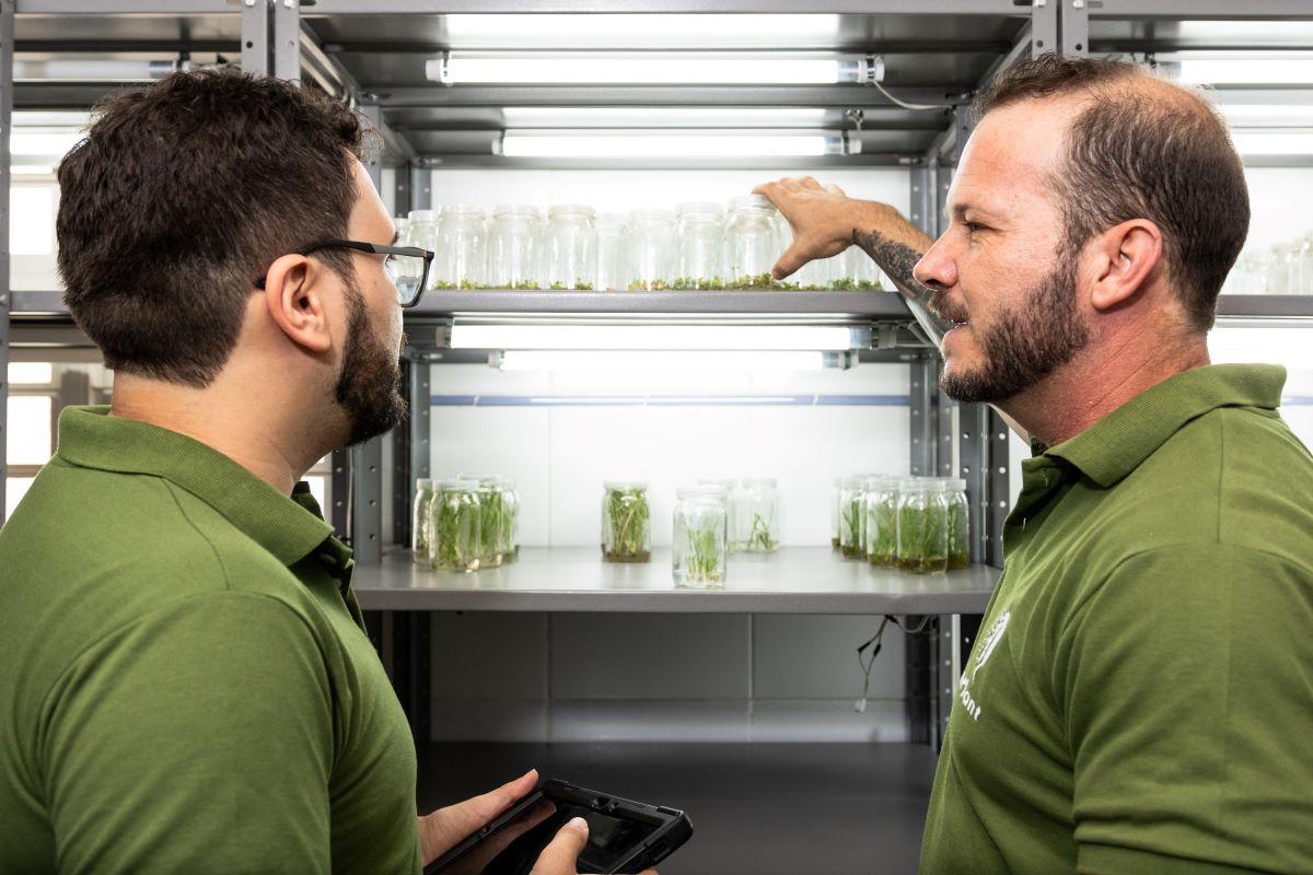 InPlant tem capacidade de produzir 1 milhão de mudas por ano, mas demanda já é de 10 milhões. Foto: InPlant/Divulgação