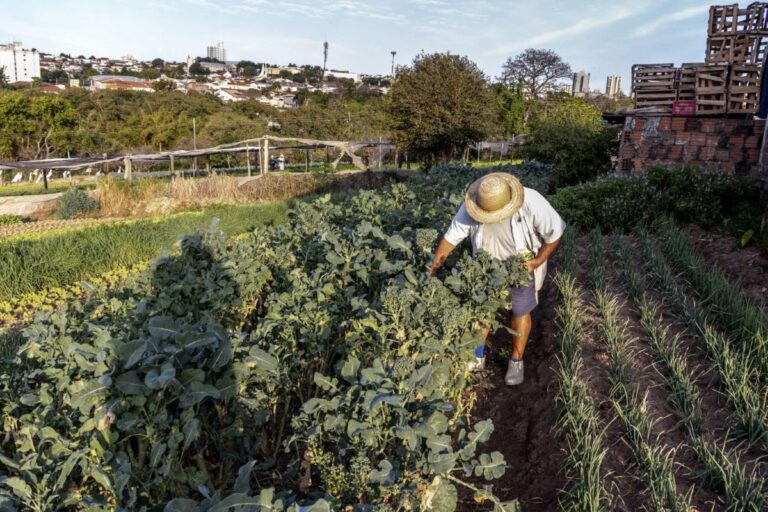 Polinização pode gerar R$ 4,2 bilhões ao agro paulista