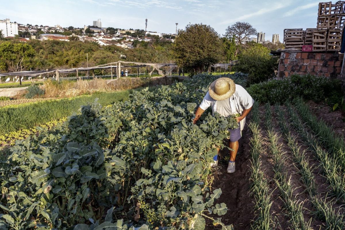 Estudo identificou cultivos agrícolas próximos a áreas de vegetação nativa | Foto: Semil/Divulgação 