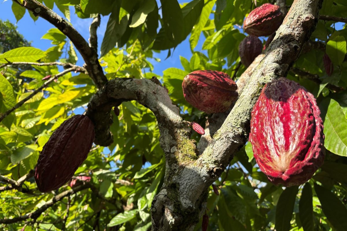 Dos 350 hectares da fazenda, 57 são dedicados ao cultivo do cacau - Foto: Daumildo Júnior