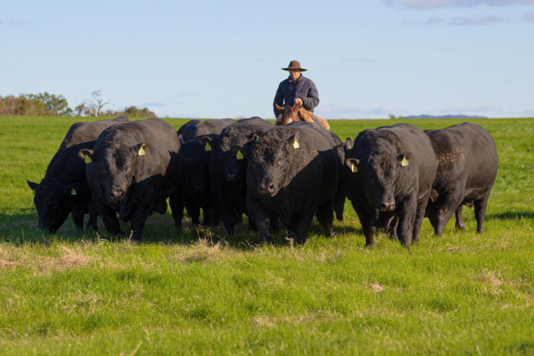 Exportação de Carne Angus Certificada cresce 98%; tarifa de Trump não afeta setor diretamente