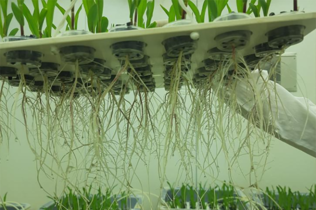 Foto: Embrapa/Divulgação