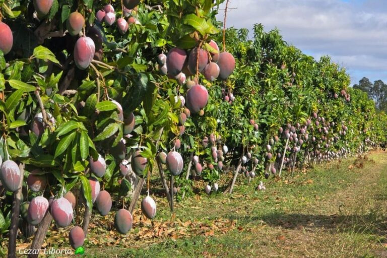 Com tarifas, frutas no Vale do São Francisco devem apodrecer no pomar
