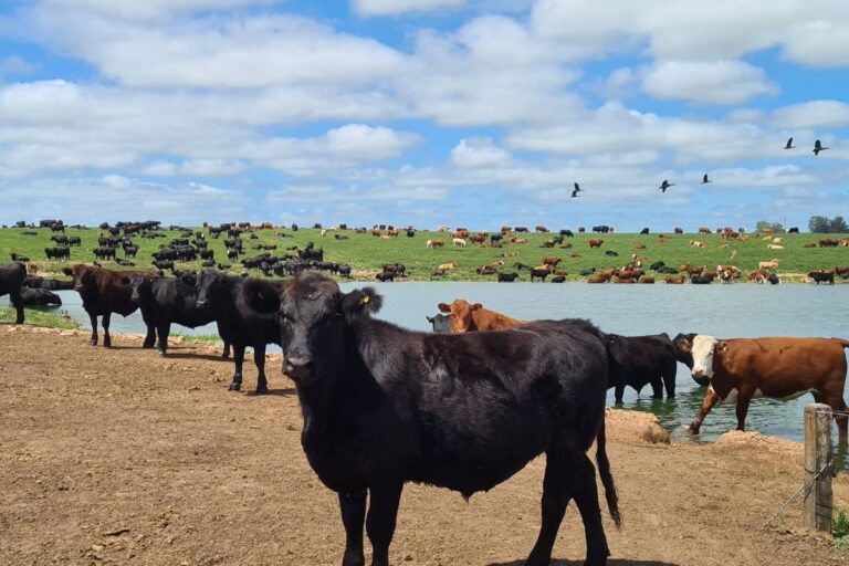 Rastreabilidade: pecuária ganha em sanidade, gestão e mercado