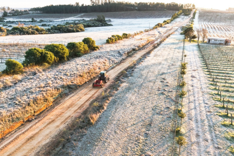 Lavouras do RS e PR já refletem impactos das chuvas e geadas