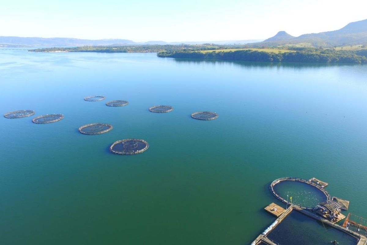 Fider Pescados está deixando de abater entre 100 mil e 150 mil tilápias diariamente | Foto: Fider Pescados/Divulgação