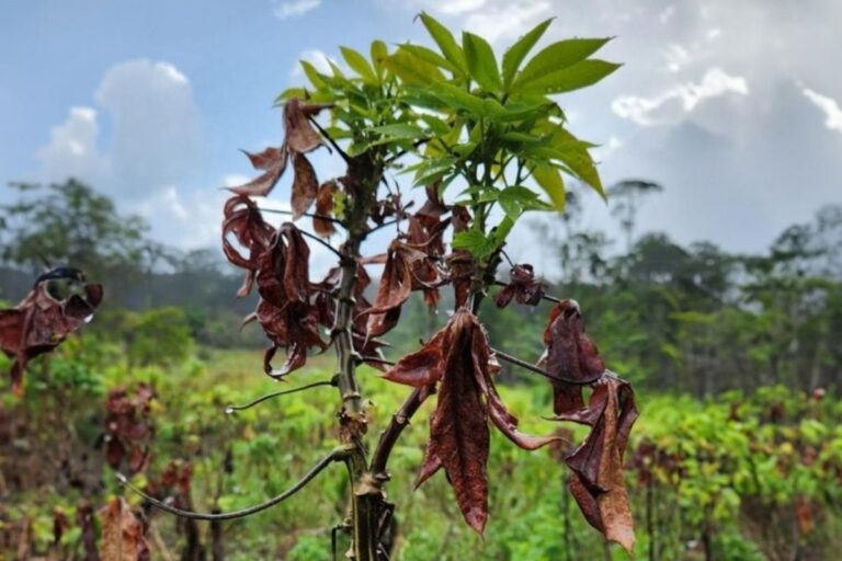 Força-tarefa busca variedades de mandioca resistentes à vassoura-de-bruxa