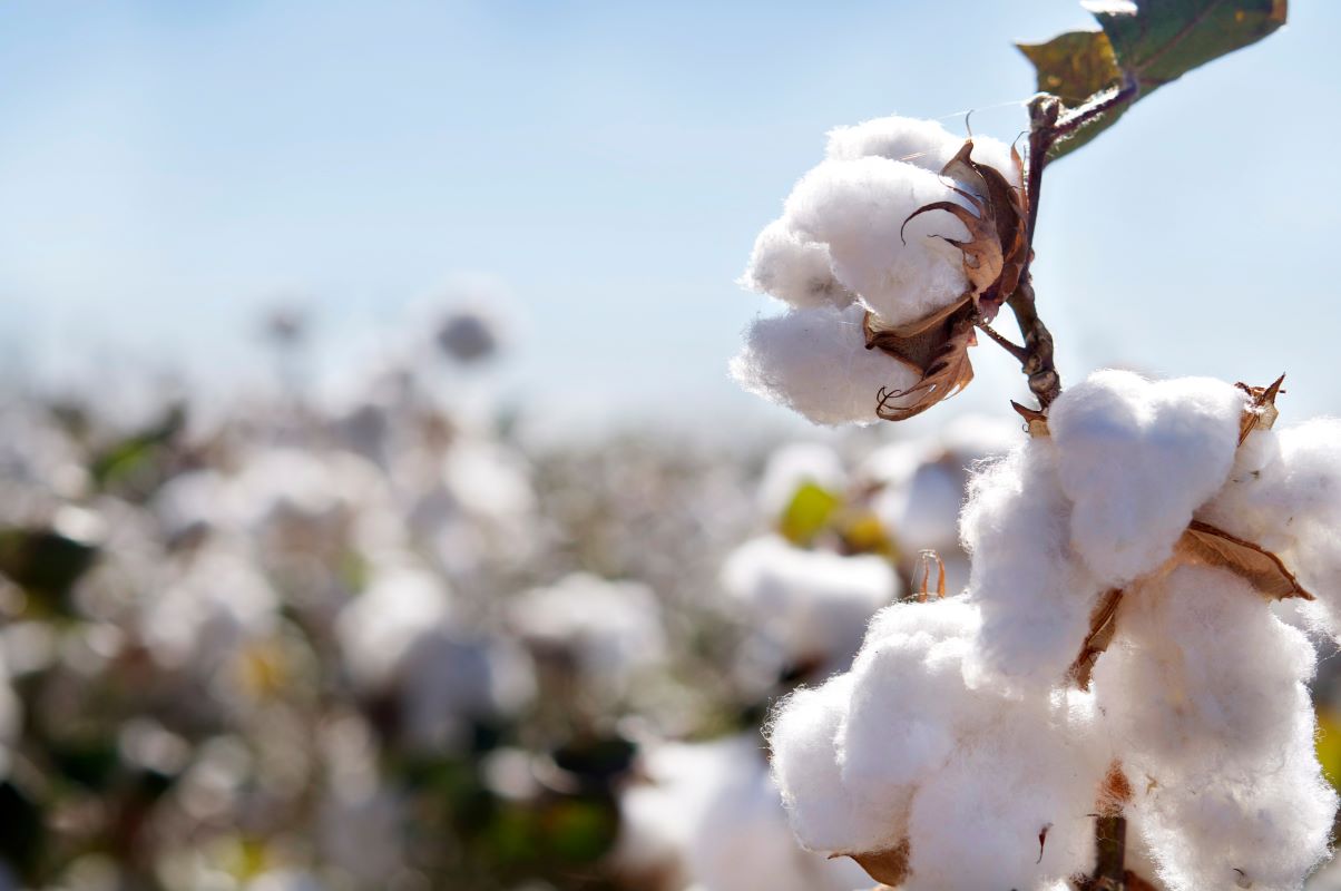 Sistema foi desenvolvido pela Embrapa em parceria com a Associação Baiana de Produtores de Algodão - Foto: Adobe Stock
