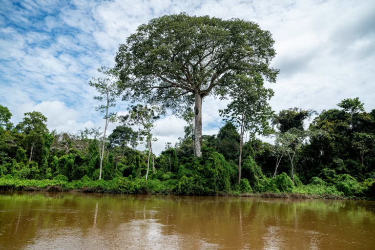 A maior árvore da América do Sul fica no Brasil! Descubra qual é