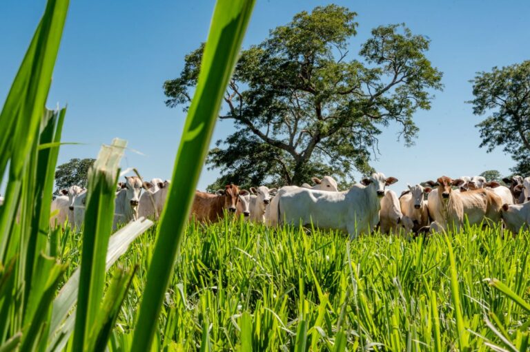 Preço do boi gordo perdeu 5% desde o anúncio do tarifaço