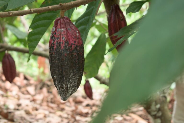 Emergência fitossanitária da monilíase do cacau é prorrogada por mais um ano