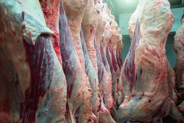Carne bovina: por que exportações para os EUA caíram, mesmo sem tarifa de 50%?