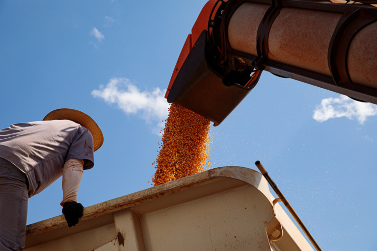 Milho: Imea eleva produção da safra 24/25 de Mato Grosso