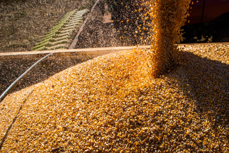Colheita de milho em Mato Grosso atinge 90,37% da área