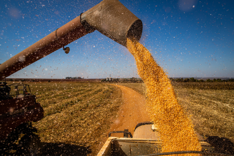 Preço do milho recua 41% em 3 meses no Mato Grosso
