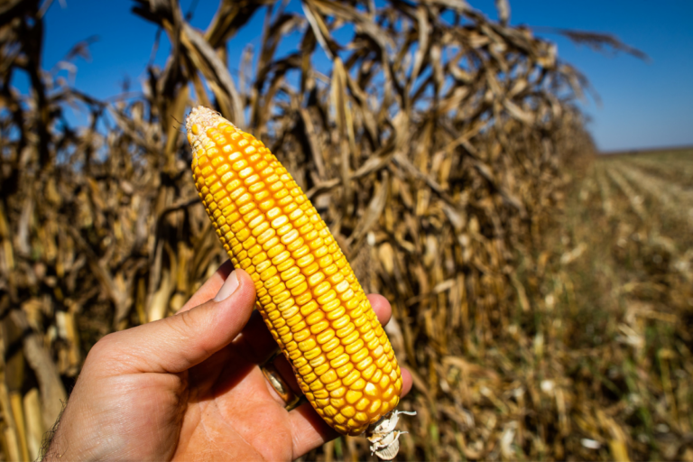 Colheita de milho de inverno atinge 55% da área, diz Conab