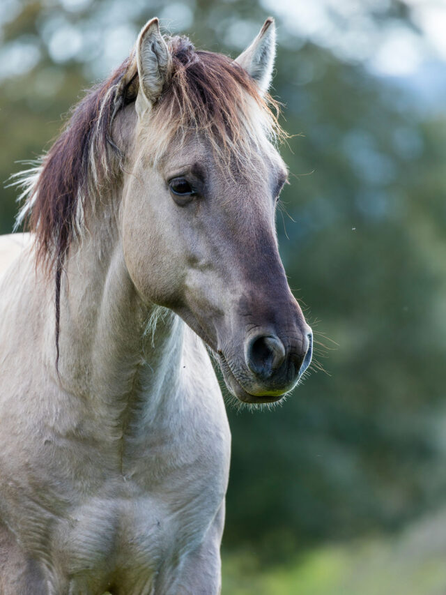 Belezas raras do campo: raças de cavalos que surpreendem