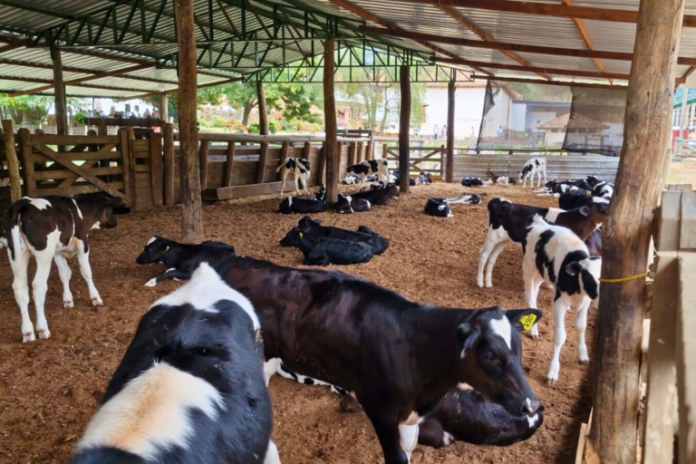  Dia do Pecuarista: produtor desenvolve técnica que eleva em 80% a produção de bezerros