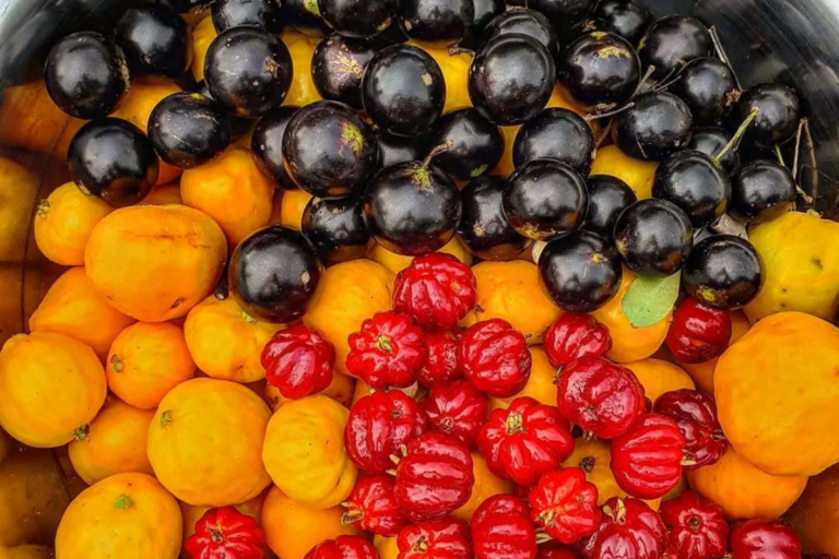 Visite um pomar no interior de SP que esconde frutas raras