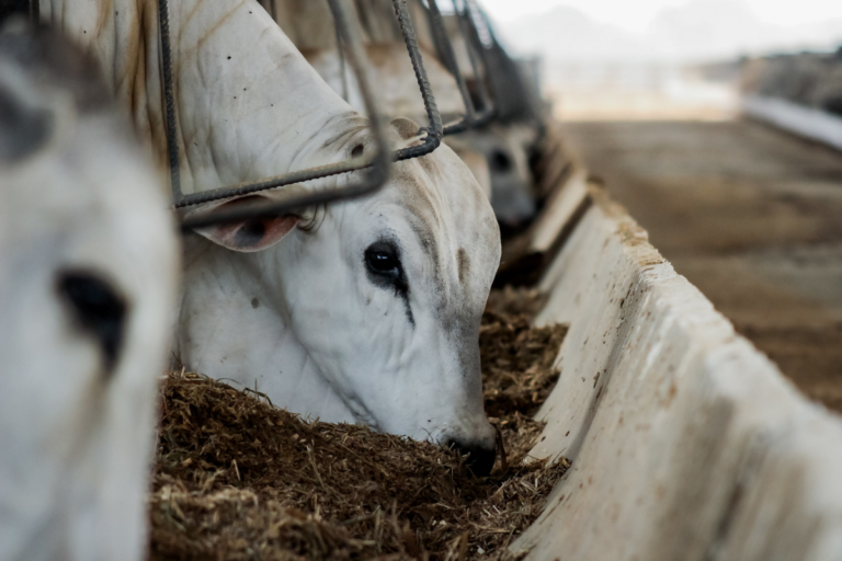 Tarifa dos EUA não deve afetar exportação da carne bovina do MT