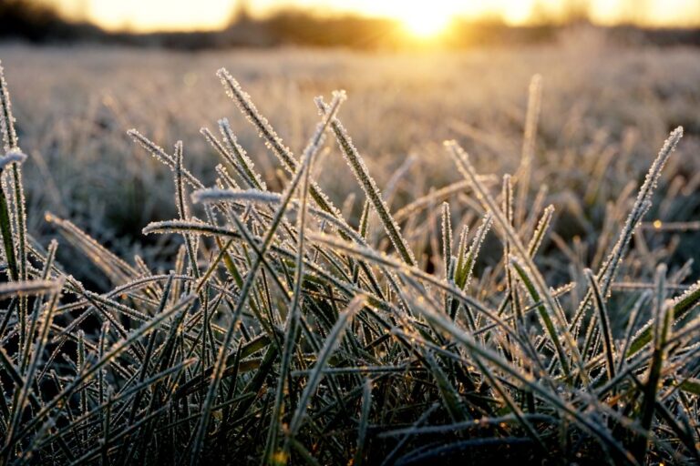 Frio intenso avança pelo Sul e Sudeste com risco de geada até sexta-feira, 1º