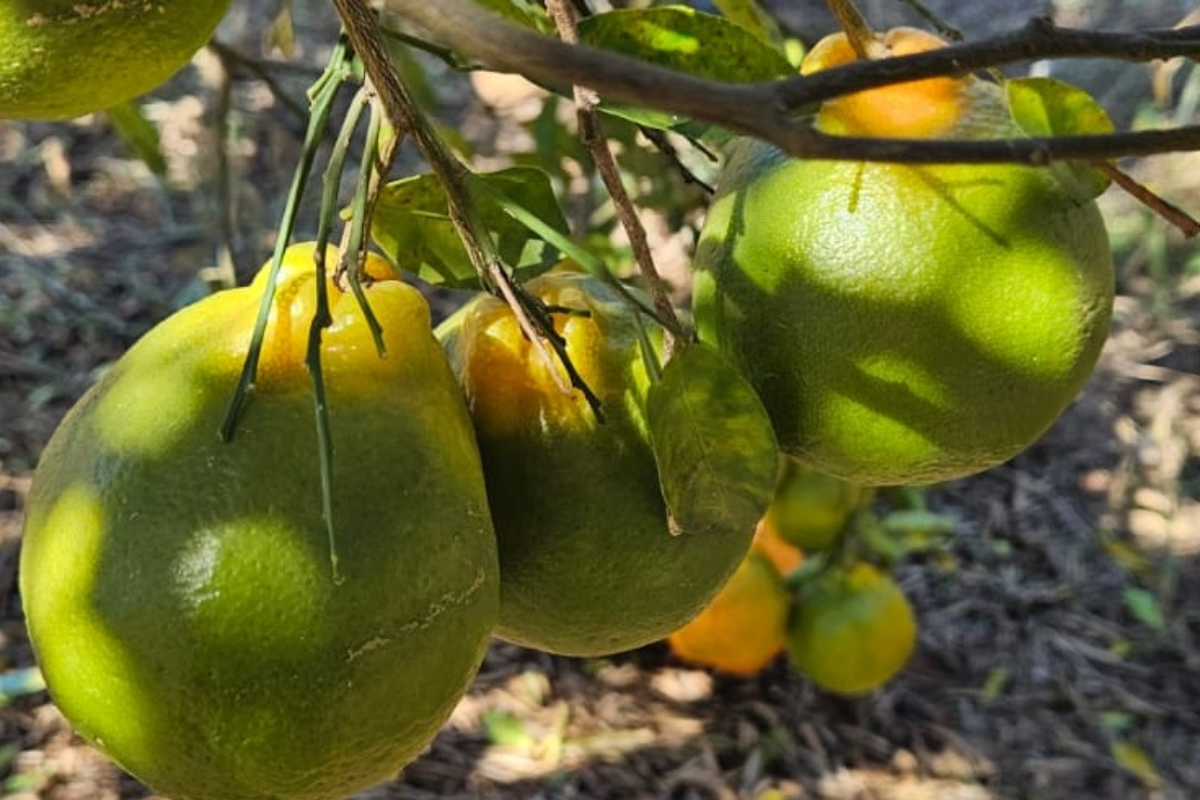 Foto: Agrodefesa/Divulgação