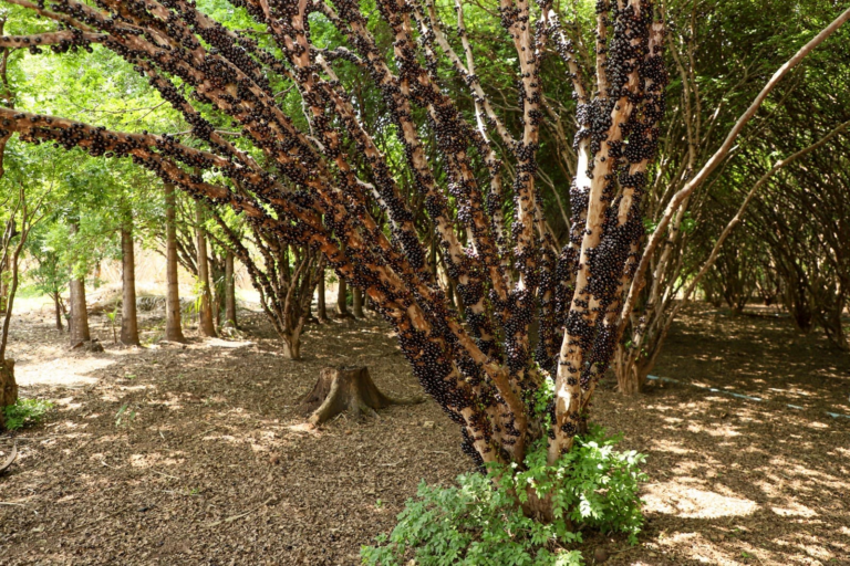 Sabia que existem cidades apaixonadas pela jabuticaba no Brasil?