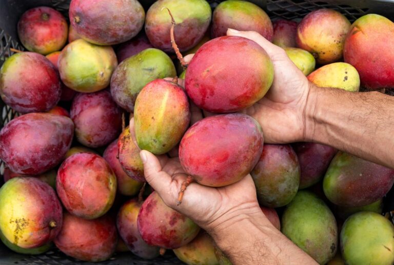 Pacote contra tarifaço ajuda exportador, mas não o produtor, diz Abrafrutas